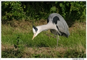 Heron-3