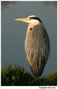 Heron-4