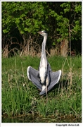 Heron-5