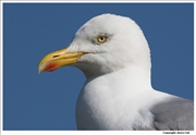 Herring-Gull-1