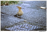 Hoopoe