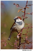 House-Sparrow-1