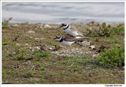 Little-Ringed-Plover-4