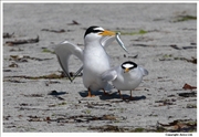 Little-Tern-1