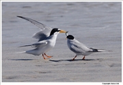 Little-Tern-2