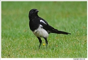 Magpie-1