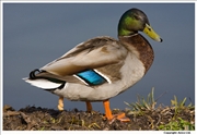 Mallard-1