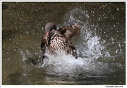 Mandarin-Duck-2