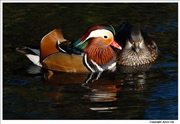 Mandarin-Duck-3