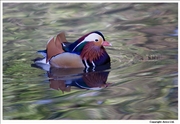 Mandarin-Duck-4