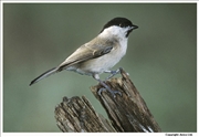 Marsh-Tit-1