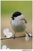 Marsh-Tit-2