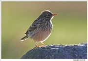 Meadow-Pipit-2