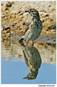 Meadow-Pipit-3