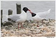 Mediterranean-Gull-1