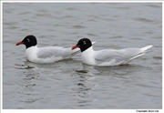 Mediterranean-Gull-2