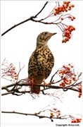 Mistle-Thrush-1