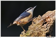 Nuthatch-1