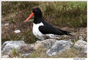 Oystercatcher-1