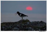 Oystercatcher-2