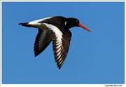 Oystercatcher-4