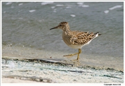 Pectoral-Sandpiper-1