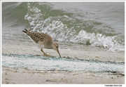 Pectoral-Sandpiper-3