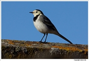 Pied-Wagtail-1