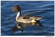 Pintail-1