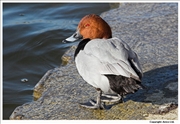 Pochard-2