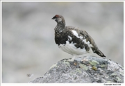 Ptarmigan-1