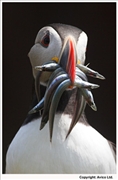 Puffin-2