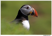 Puffin-5