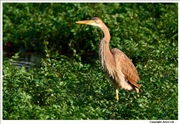 Purple-Heron-2