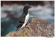 Razorbill-1