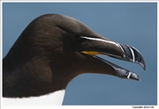 Razorbill-3