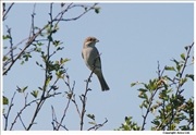 Red-Backed-Shrike-1