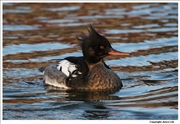 Red-Breasted-Merganser-1