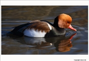 Red-Crested-Pochard