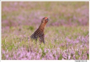 Red-Grouse-4