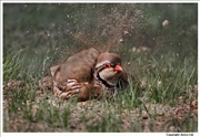 Red-Legged-Partridge-1