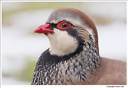 Red-Legged-Partridge-4