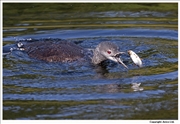 Red-Throated-Diver-2