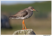 Redshank-1