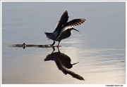 Redshank-3