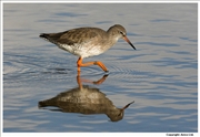 Redshank-4