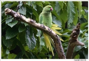 Ring-Necked-Parakeet-1