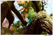 Ring-Necked-Parakeet-2