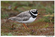 Ringed-Plover-2