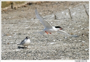 Roseate-Tern-1